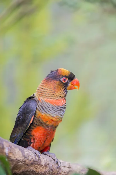 Pseudeos fuscata — Foto de Stock