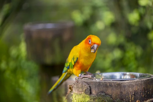 Aratinga solstitialis — Foto de Stock