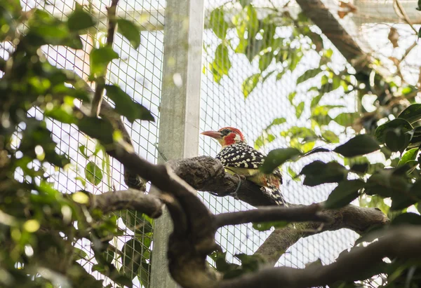 Cabecirrojo barbudo, barbudo rojo y amarillo —  Fotos de Stock