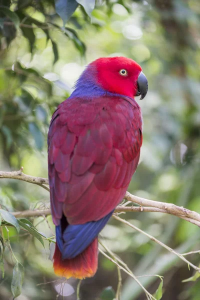 Papagaio eclético, eclectus roratus — Fotografia de Stock