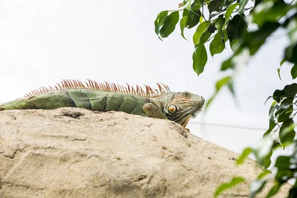 Iguana grande —  Fotos de Stock