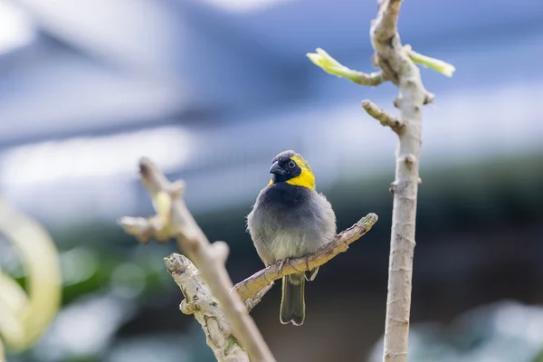 Tomegui jalá en el bosque de pinos, Tiaris canorus —  Fotos de Stock