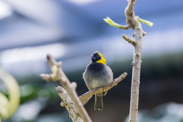 Tomegui jalá en el bosque de pinos, Tiaris canorus —  Fotos de Stock