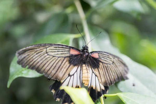 Scarlet Mormon, Papilio rumanzovia — Stock Photo, Image
