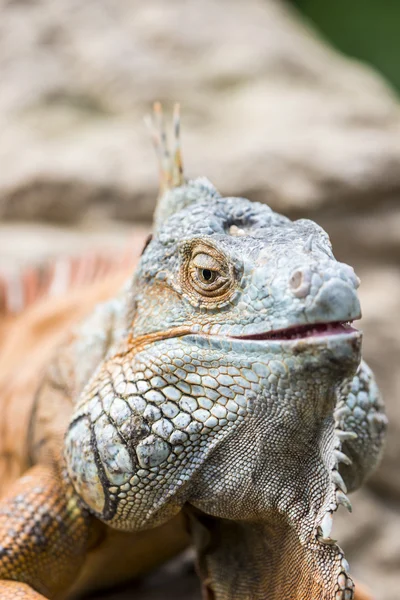 Iguana grande — Fotografia de Stock