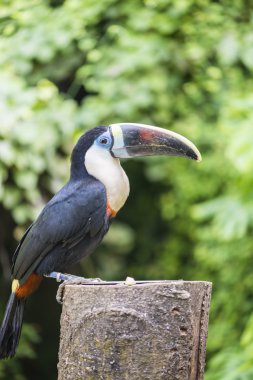 Tucan, tucanus ramphastos