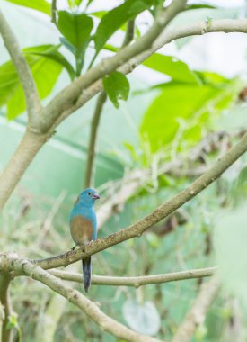 Uraeginthus cyanocephalus, 