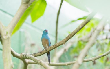 Uraeginthus cyanocephalus, 