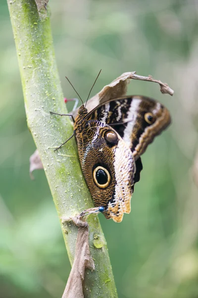 Morpho borboleta, morpho peleides — Fotografia de Stock