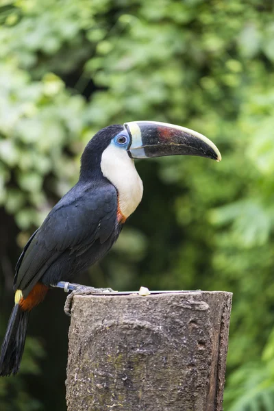 Tucan, tucanus ramphastos — Stockfoto