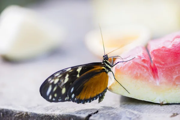 Heliconius erato — Foto de Stock