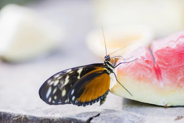 Heliconius erato — Fotografia de Stock