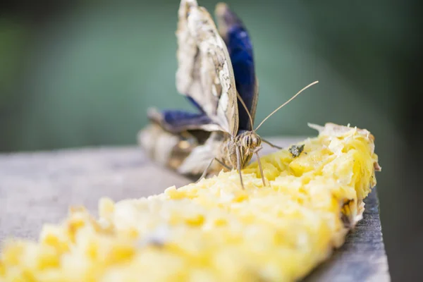 Butterfly eating — Stock Photo, Image