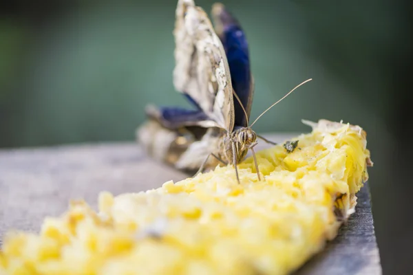 Butterfly eating — Stock Photo, Image