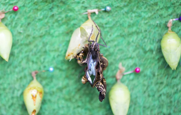 Birth of a Butterfly — Stock Photo, Image