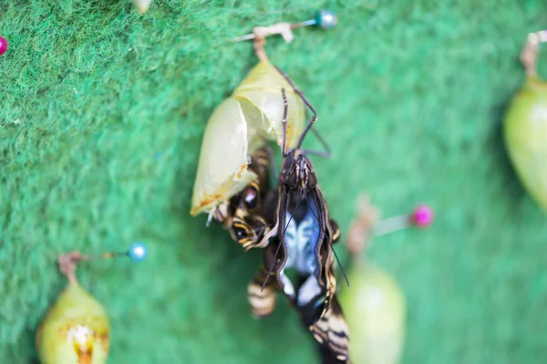 Birth of a Butterfly — Stock Photo, Image