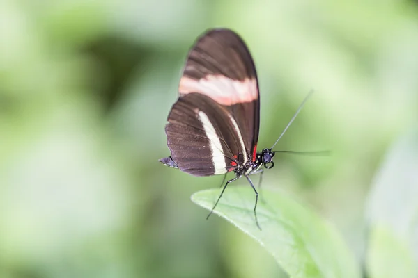 Borboleta castanha — Fotografia de Stock