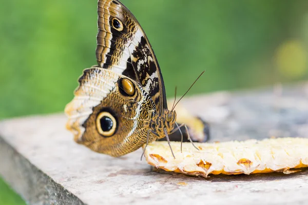 Morpho butterfly, morpho peleides — Stock Photo, Image