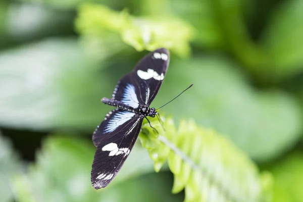 Czarny motyl — Zdjęcie stockowe