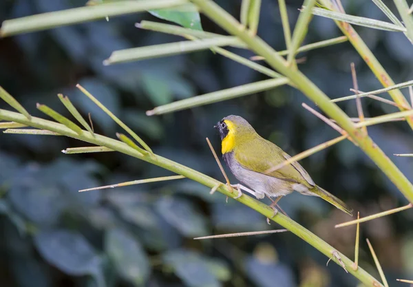 Tomegui jalá en el bosque de pinos, Tiaris canorus — Foto de Stock