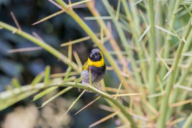 tomegui? n çam ormanı, Tiaris canorus