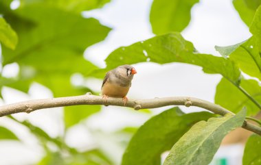  Zebra finch, taeniopygia guttata 