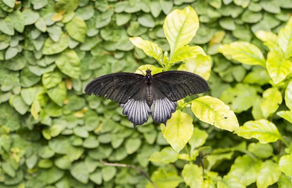 Czarny motyl — Zdjęcie stockowe