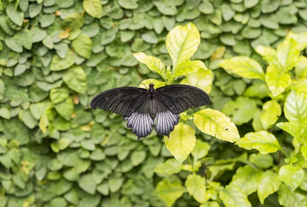 Czarny motyl — Zdjęcie stockowe