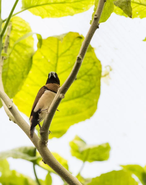 Tropical bird — Stock Photo, Image