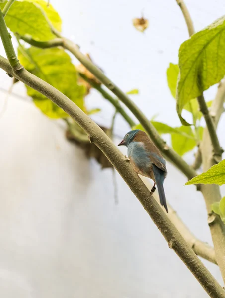 Uraeginthus cyanocephalus, —  Fotos de Stock