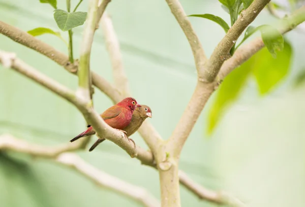 Tropical birds couple — Stock Photo, Image