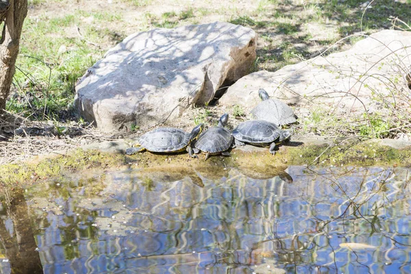 Zeer oude schildpad — Stockfoto