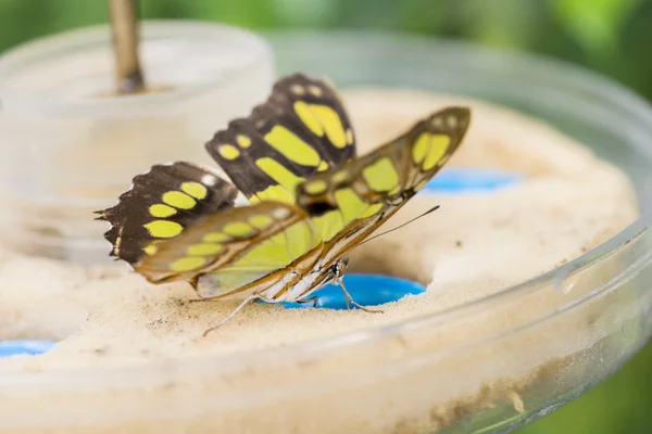 Mariposa amarilla — Foto de Stock