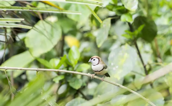 熱帯性の鳥 — ストック写真