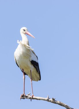 leylek, ciconia ciconia yazmak 