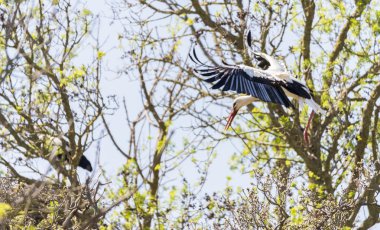 leylek, ciconia ciconia yazmak 