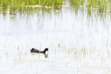 Coot, Fulica atra                                        