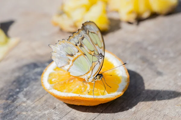 Yellow butterfly — Stock Photo, Image