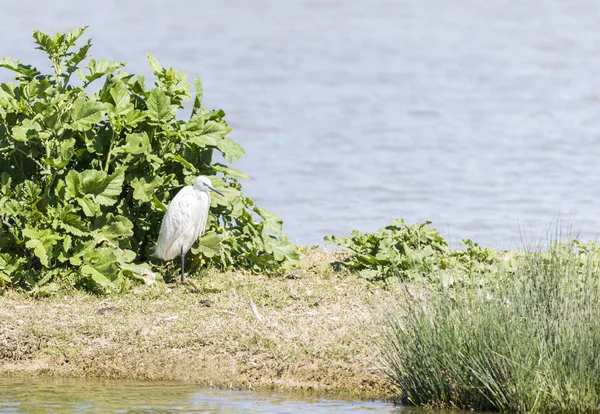 Gran garza blanca, Ardea alba —  Fotos de Stock