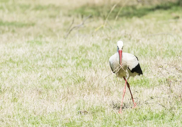 Leylek, ciconia ciconia yazmak — Stok fotoğraf