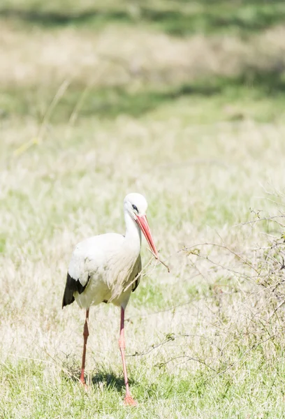 Psát čáp, ciconia ciconia — Stock fotografie