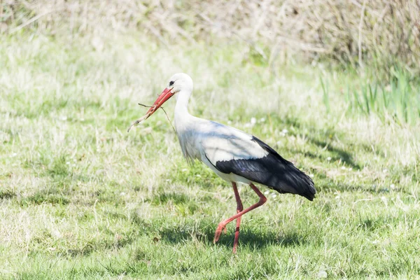 Schreiben Storch, ciconia ciconia — Stockfoto