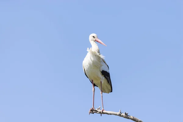 Napisz bocian, ciconia ciconia — Zdjęcie stockowe