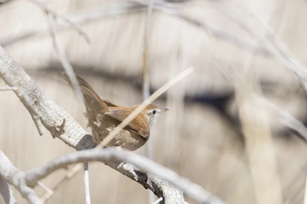 Luscinia megarhynchos, bülbül, — Stok fotoğraf