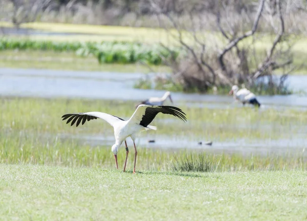 Leylek, ciconia ciconia yazmak — Stok fotoğraf