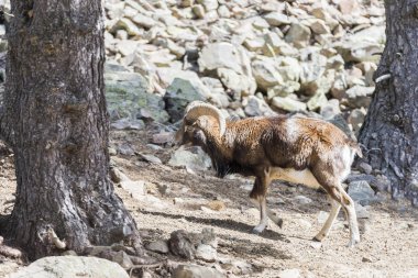 dağlarda otlatma keçi