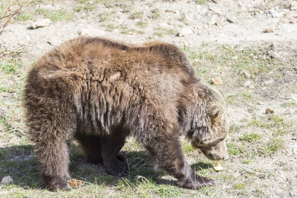 Urso castanho à procura de comida — Fotografia de Stock