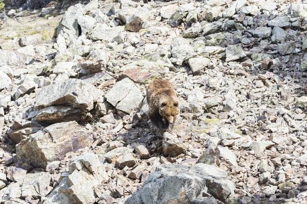 Orso bruno in cerca di cibo — Foto Stock