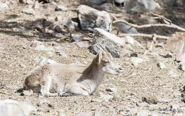 Goat grazing in the mountains — Stock Photo, Image