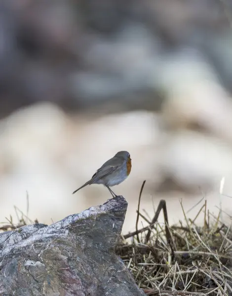 Erithacus rubecula, petirrojo — Foto de Stock